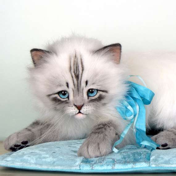 Chanel kitten